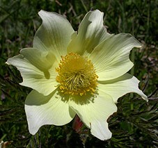 Alpine Pasqueflower © John Muddeman